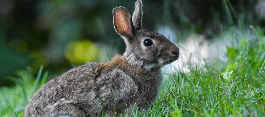 Rabbit Hemorrhagic Disease Virus Stereotype 2 (RHDV2) Outbreak Triggers EPA’s Emerging Viral Pathogen Policy