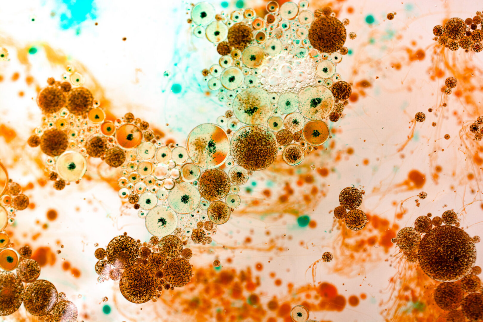 bacteria